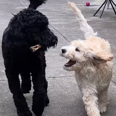 A young groodle puppy excitedly chases a bigger groodle with a bone