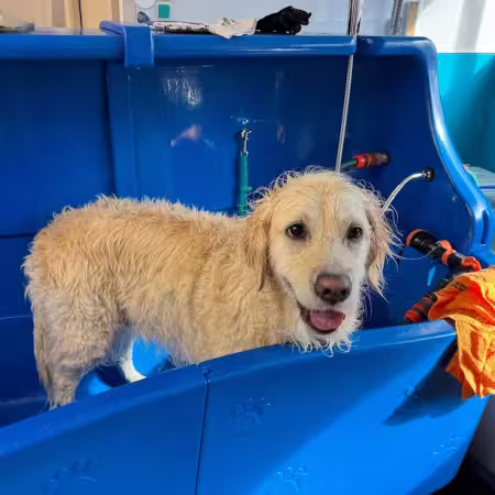 A golden retriever smiles after being dried with a blow dryer